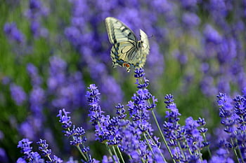 green, nature, grass, summer, cute, lovely, butterfly, insect, grünes, bild, naturgras