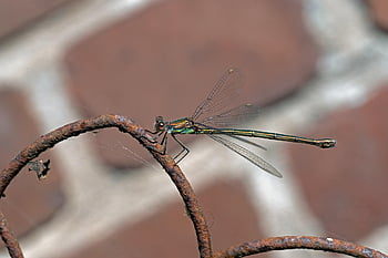 dragon-fly, entomology, insect, willow Maiden, dragonfly, nature, photos