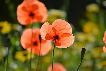flower, poppy, flower Wallpaper, botany, bloom, blossom, summer, beautiful Flowers, flower Background, season, nature