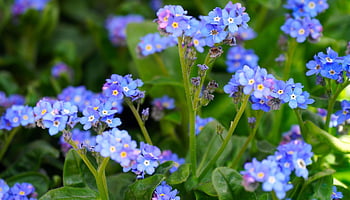 flower, forget Me Not, blossom, bloom, blue, nature, flora
