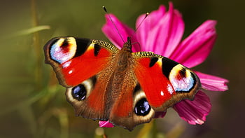 peacock Butterfly, butterfly, pollination, insect, european Peacock, aglais Io, flower, bloom, blossom, flowering Plant, plant