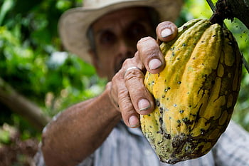 cocoa fruit, yellow cocoa, farmer hand, ripe cacao pod, harvest season, lush plantation, cocoa harvest, cacao fruit, cocoa pod, farmer picking, cocoa plantation