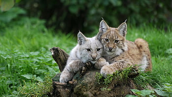 lynx, mammal, zoo, nature, animal, bobcat, wildcat, green Natural