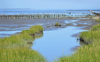 wadden Sea, north Sea, coastal Protection, coast, nature Reserve, landscape, nature, coastal Landscape, reed, grass, north Sea Coast