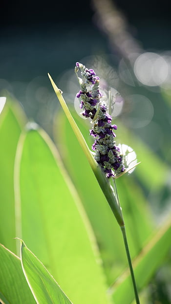 flowers, barracuda, aquatic Plant, outdoor, close Up, macro