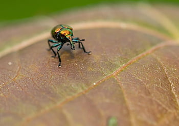 leaf-rolling Weevil, leaf-rolling, weevil, beetle, byctiscus Populi, byctiscus, populi, leaf, nature, roller Weevil, insect