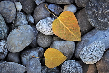 autumn Leaves, rocks, stones, pebbles, gravel, plants, dried Up, colorful, fall, pattern, beech