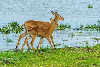 gazelle, antelope, impala, buck, mammal, springbok, safari, wildlife, africa, savannah, wilderness