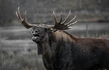 brown moose, moose antlers, wild moose, close-up moose, natural beauty, wildlife photography, moose in nature, moose portrait, moose in the wild, moose antler details, moose close-up