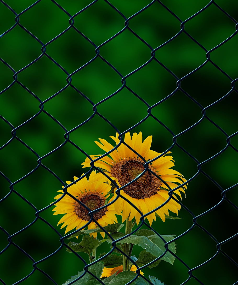 sunflowers, flowers, fence, yellow Flowers, bloom, plant, leaves, nature, closeup, sunflower, flower