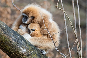 gibbons, gibbon Baby, mother And Child, monkeys, nature, animals, mammals, family, mother, primates, mammal