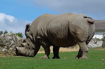 rhinoceros, animal, wildlife, rhino, huge, male, pasture, field, nature
