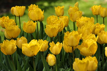 tulipány, květiny, poupata, květinové pozadí, Kvetoucí květiny, krásné květiny, flóra, jaro, žárovky květiny, jarní bloomer, květinové tapety
