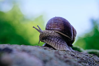snail, shell, mollusk, gastropod, snail Shell, animal, animal World, probe, mucus, casing, crawl