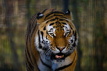 tigris, állat, emlős, nagy macska, vadállat, vadvilág, fauna, természet, vadon, ragadozó, veszélyes