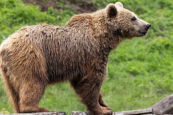 brown Bear, nature, bear, animal, wildlife, mammal, predator, animal Photography
