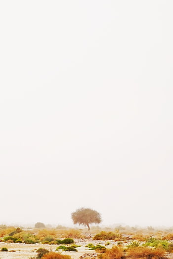 desert, acacia, bush, grass, shrubs, fog, fall, nature, minimalism, tran Thang Nhat, 5 Plus English