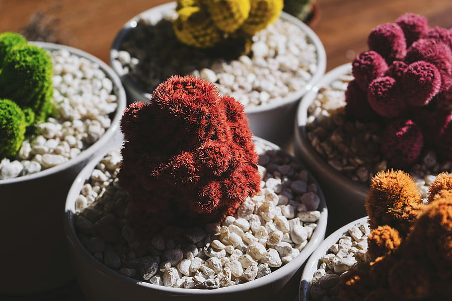 succulent plants, assorted-color succulents, decorative pots, vibrant cacti, pebbles, array of colors, indoor plants, cactus varieties, plant photography, succulent photography, colorful succulents