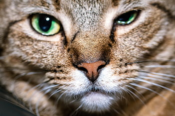 cat, eyes, animal, pet, kitten, whiskers, fur