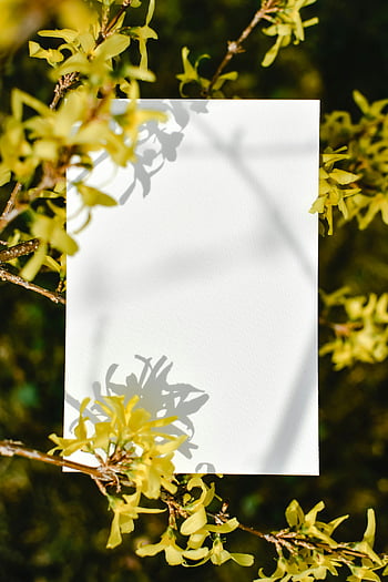 white printer paper, yellow flowers, forsythia flowers, copy space, vibrant yellow, white paper, floral background, nature photography, spring flowers, outdoor photography, blank paper