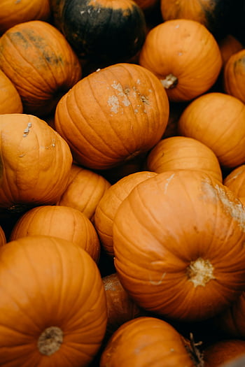 oranžové dýně, Vizuální efekty na podzim, sezónní dekorace, živá kolekce, podzimní sklizeň, dýňová náplast, podzim, sklizeň festival, oranžové squash, podzim dekor, Sezónní dýně