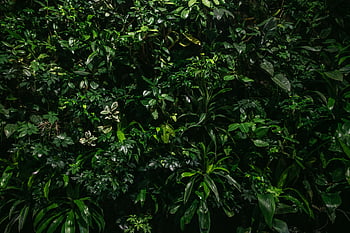 groene bladeren, levendige muur, weelderig groen, dicht bos, bosachtige textuur, planten, natuur, gebladerte, bladerrijk, groen, natuurlijke achtergrond