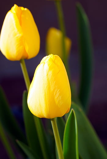 tulip, flower, plant, yellow Tulip, beautiful Flowers, yellow Flower, spring Flower, flower Background, spring, bloom, flora