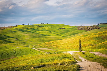 barley Fields, barley, canola Flowers, travel, nature, san Quirio, toscana, italy, undulating
