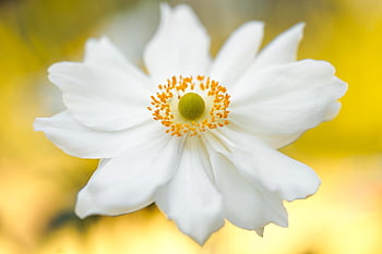 anemone, blomst, hvit blomst, petals, hvite kronblade, blomstre, flora, anlegg, blomst bakgrunn, hage, vakre blomster