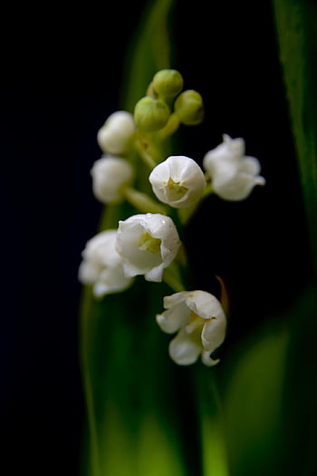 fleurs, la nature, Floraison, botanique, fleur, fond de fleur, belles fleurs, papier peint à fleurs, Muguet, floral