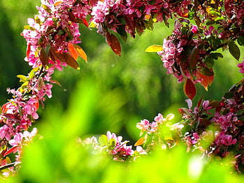 purple petal flowers, bright pink flowers, lush spring garden, vibrant green foliage, blooming flowers, spring blooms, garden flowers, floral beauty, nature photography, outdoor scenery, springtime flowers