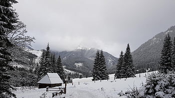 vallée de chochołowska, neige, les montagnes, des arbres, cabine, cabane, hiver, chaîne de montagnes, paysage, montagnes tatra, tatras