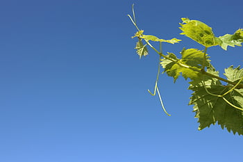 spring, vine, nature, reborn