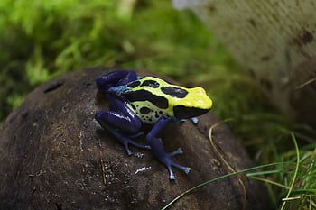 Barvení Dart Frog, žába, zvíře, Barvení jedovatá žába, Cín, jedovatá žába, obojživelník, volně žijících živočichů, exotický, fauna, džungle