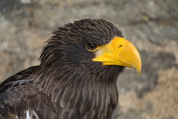 giant Sea Eagle, eagle, bird, white-tailed Eagle, animal, birds Of Prey, feathers, raptor, wildlife, predator, plumage
