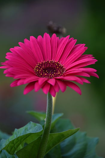 flower, petals, stem, beautiful Flowers, plants, buds, nature, bloom, flora, flower Wallpaper, flower Background