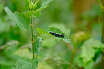 caterpillar, black, peacock Butterfly, peacock Eye, insect, aglais Io, inachis Io, nymphalis Io