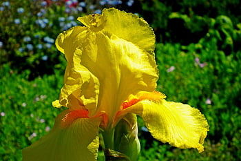 iris, flower, yellow, nature, plant, spring, garden, blooming, closeup, cereal