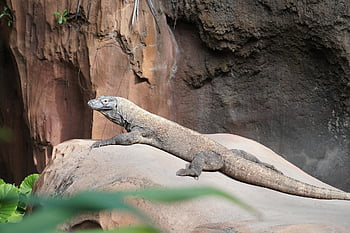 varan komodský, zvíře, Skála, plaz, komodo monitor, komodo, ještěrka, Velký Komodo, volně žijících živočichů, fauna, zoo