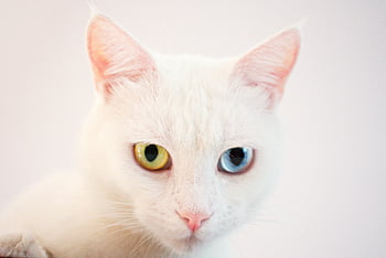 heterochromie, fascinující oči, detailní fotografie, krátkosrstá kočka, krásná kočka, kočičí oči, jedinečné oči, Bílá kočka, kočka portrét, heterochromatické oči
