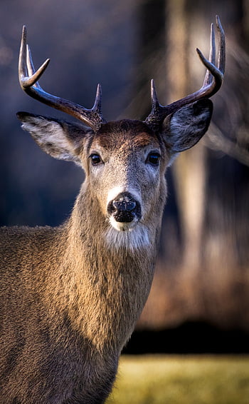 pukki, Peura, villieläimet, ulkona, sarvet, Uros, whitetail, luonto