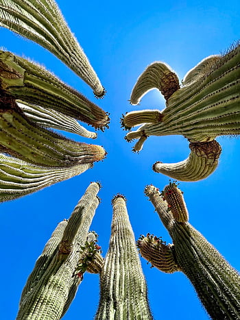 arizona, kaktüs, saguaro, çöl, gökyüzü, büyüme, doğa, botanik