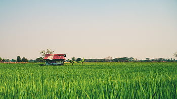 rýžové pole, Thajsko, zelené pole, venkov, tráva, zemědělství, Příroda, zelená, hospodařit, Vietnam, asijský