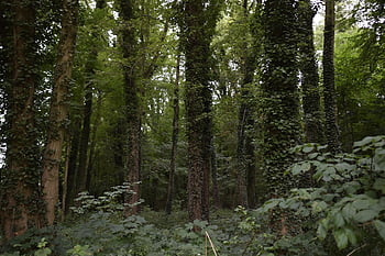forest, trees, ivy, nature, landscape, ecology