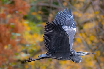 egret, bird, animal, feathers, flight, wings, heron, plumage, beak, nature, wildlife