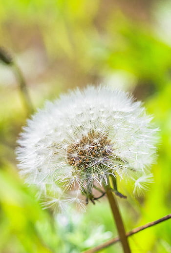 dandelion, flower, nature, forest, summer, sunshine, close Up, wildflower, photography