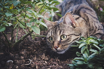 kat, kæledyr, dyr, tabby kat, indenlandske kat, feline, natur, pattedyr, nuttet, legende, portræt