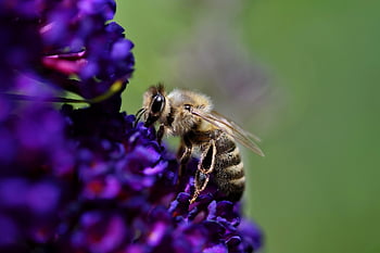 včela, květ, hmyz, květinové tapety, květinové pozadí, krásné květiny, opylit, opylování, okřídlený hmyz, křídlo, hymenoptera