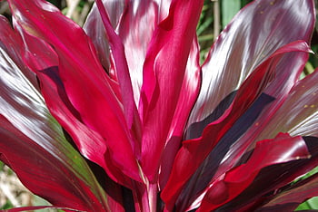 hawaii, beautiful Flowers, flower, tropical, flower Background, flower Wallpaper, nature, exotic