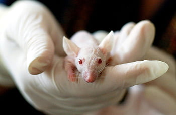 白い赤ちゃんマウス、 実験室研究、 手袋をはめた手、 閉じる、 白いマウス、 実験、 実験動物、 科学的研究、 動物実験、 研究科目、 白い手袋